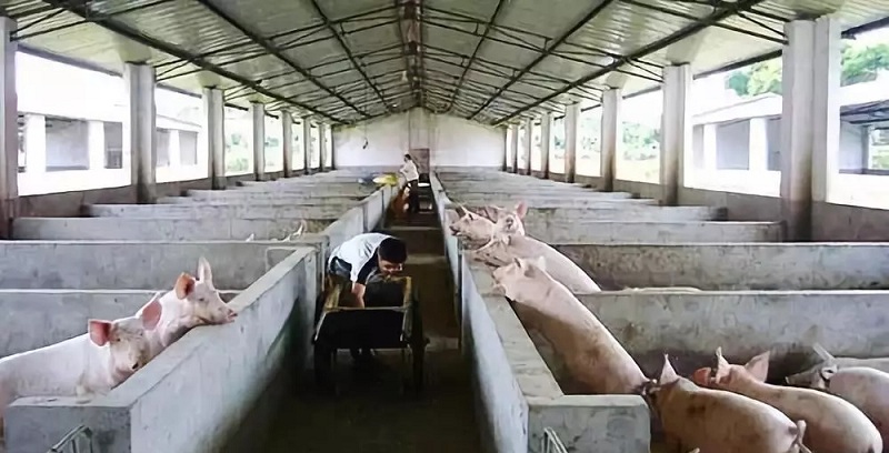 豬場(chǎng)空氣源熱泵地暖案例 豬場(chǎng)空氣源熱泵地暖案例